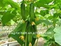 植物生長調節劑6-苄氨基腺嘌呤99%TC 4