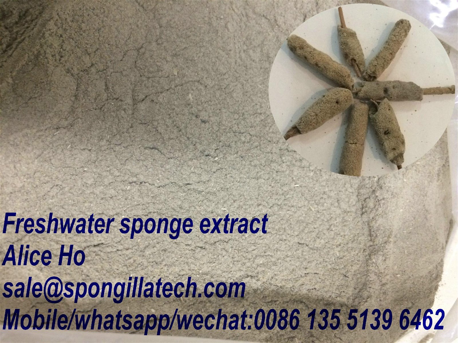 Factory price freshwater sponge extract 3