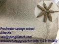 Factory price freshwater sponge extract 3