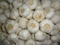 New crop Chinese normal white fresh garlic 1