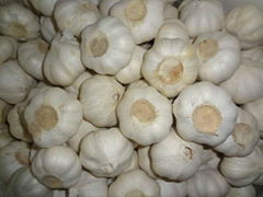 New crop Chinese normal white fresh garlic