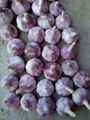 New crop Chinese normal white fresh garlic 2