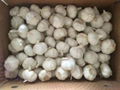 New crop Chinese normal white fresh garlic 4