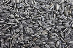 SUNFLOWER SEEDS