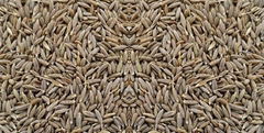 CUMIN SEEDS