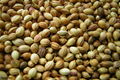 CORIANDER SEEDS