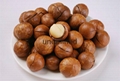 macadamia nuts 1