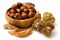 Chinese chestnut 1