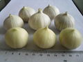 Yunnan solo garlic 1