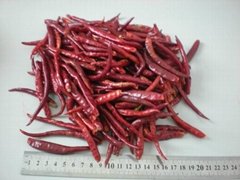 Yunnan chilli stemless