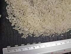 Medium Grain White Rice