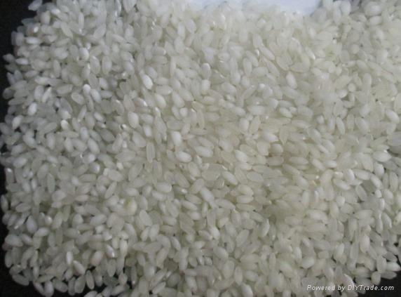 Round Grain White Rice