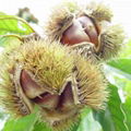 wholesale price hebei qianxi chestnut 2