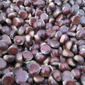 wholesale price hebei qianxi chestnut 3