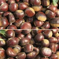 wholesale price hebei qianxi chestnut 5