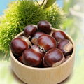 good factory price hebei qinglong chestnut 1