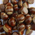 good factory price hebei qinglong chestnut 2