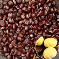 good factory price hebei qinglong chestnut 4