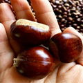 top grade hebei xinglong chestnut