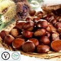  New Crop and best quality Hebei Kuancheng Fresh Chestnuts 1