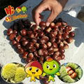  New Crop and best quality Hebei Kuancheng Fresh Chestnuts 3