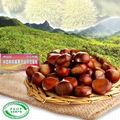  New Crop and best quality Hebei Kuancheng Fresh Chestnuts 5