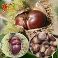 2017 New Crop Fresh chestnuts accept your orders now 4
