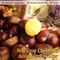 2017 New Crop Fresh chestnuts accept your orders now 5