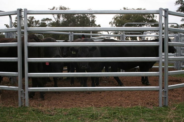 hot dipped galvanized hinge joint knotted cheap cattle sheep horse fence  3