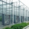 Toughened glass for venlo glass greenhouse