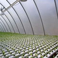 Greenhouse commerical Hydroponics NFT Flat Hydroponics 1