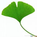 Ginkgo Biloba Extract USP39 4