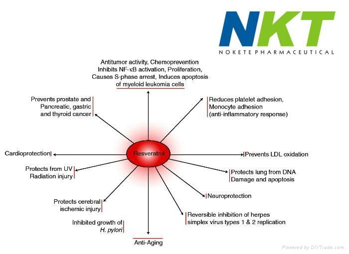 Giant Knotweed Extract Resveratrol 50%