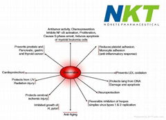 Giant Knotweed Extract Resveratrol 50%