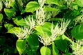 Giant Knotweed Extract Resveratrol 50% 4