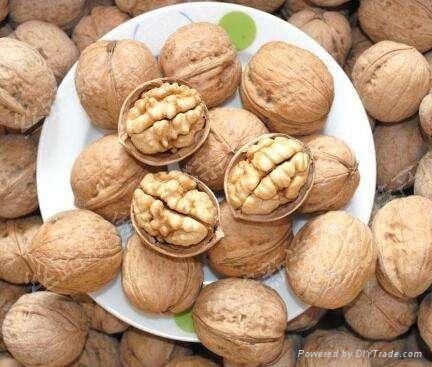 walnuts kernel