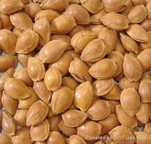 walnuts kernel 3