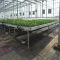 Rolling Wire Greenhouse Bench Grow Tray Ebb and Flow Table Systems 1