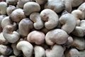 Ivory organic split Cashew Nuts (JH) 2
