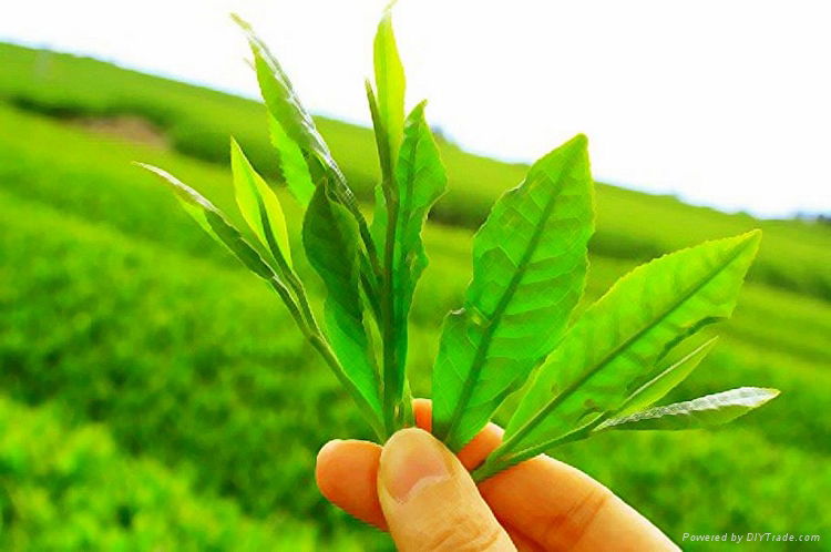 Green Tea Extract 30% tea Polyphenol 4