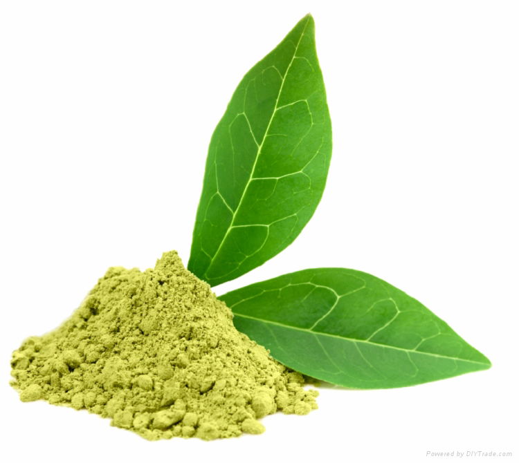 Green Tea Extract 30% tea Polyphenol 5