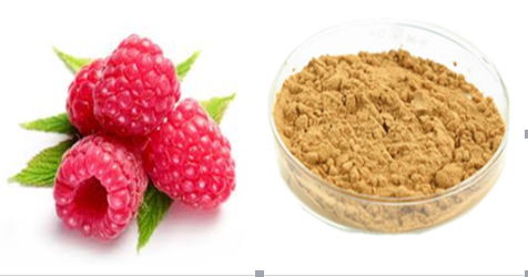 Raspberry Extract (Rubus idaeus L.)