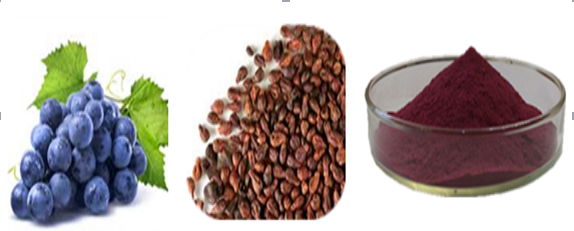 Grape Seed Extract