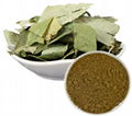 Epimedium Extract Powder 1