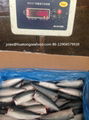 2017 new HGT mackerel pacific  frozen