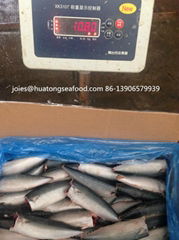 2017 new HGT mackerel pacific  frozen fish for canning  