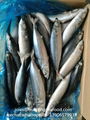 2017 seafrozen pacific mackerel  saba mackerel whole round BQF for canning fish  1