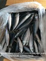 2017 seafrozen pacific mackerel  saba mackerel whole round BQF for canning fish  3