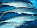 2017 frozen spanish mackerel WR BQF for