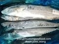 2017 frozen spanish mackerel WR BQF for market  4